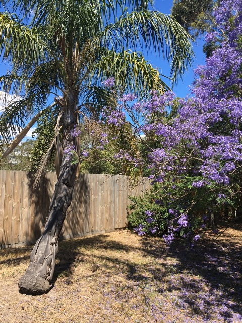 Jacaranda